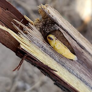 Chrysobothris subsimilis, PL4785x, pupa, in Acacia stenobotrya dead branch, LE